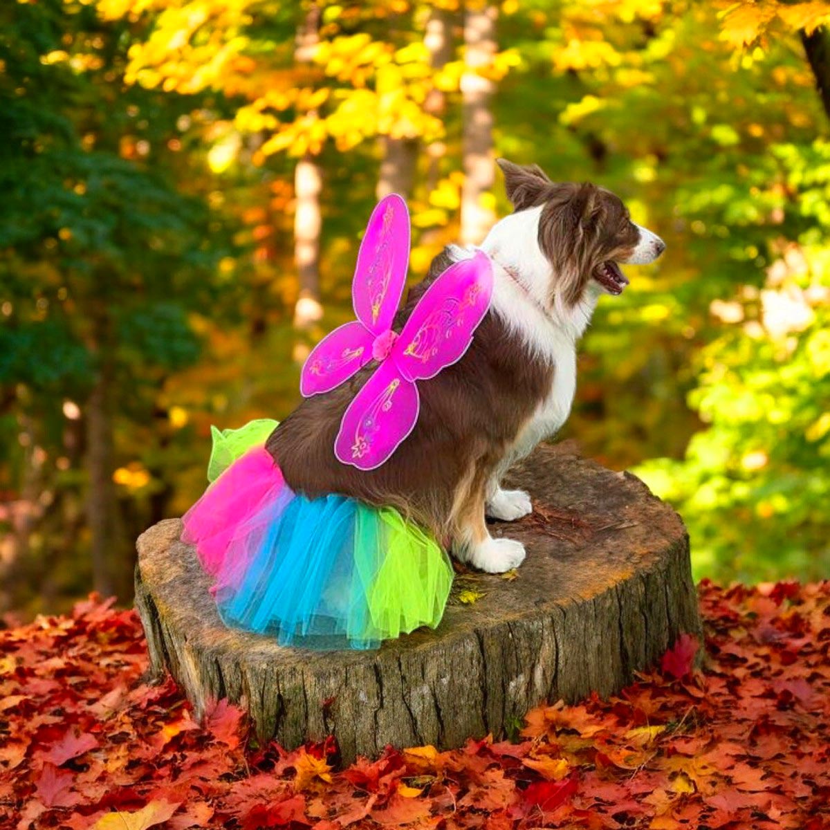 Disfraz Para Mascota Mariposa